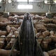 It is cheaper for hog producers like WH Group to raise hogs in the United States and ship them back to China.